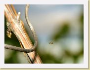 2006-10-21_16-57-32_octobre_200,0mm_1_250_eme_DiMAGE A2 * 1718 x 1289 * (578KB)